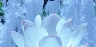 Melchisédech : La Vérité