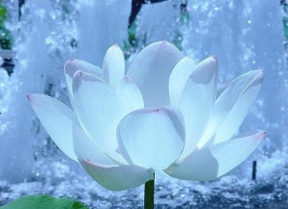 Melchisédech : La Vérité