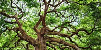 Ainsi fut créée la différence. Pourquoi l’avez-vous nommée séparation ?