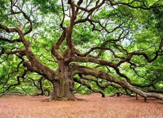 Ainsi fut créée la différence. Pourquoi l’avez-vous nommée séparation ?