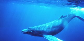 Ces enfants nouveaux venus au monde pour aider à l’émergence d’une nouvelle humanité!