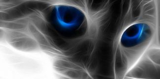 Message de la Race Féline