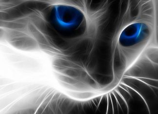 Message de la Race Féline