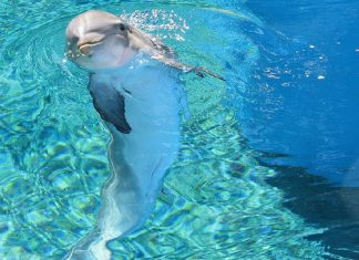 LA JOIE EST EN VOUS. Essayez d’être en Joie…