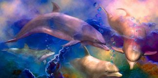 Message de Yosuel sur les Delphinoïdes