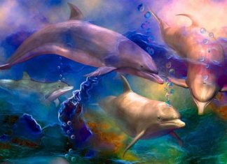 Message de Yosuel sur les Delphinoïdes