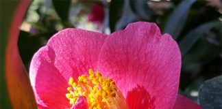 Ouvrir la société avec un cœur ouvert