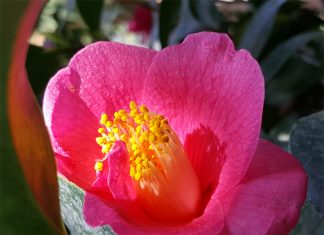 Danser en Harmonie dans un Univers Diversifié