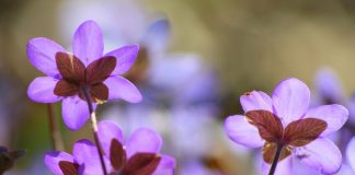 Sécurité dans l’unité immédiate