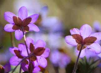 Sécurité dans l’unité immédiate