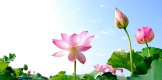 Ne vous souciez pas pour la Terre, créez la Terre Lumière