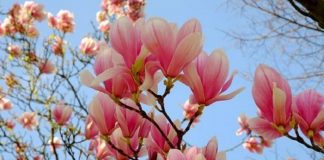 Orionis, Christ cosmique – Mère Terre, une renaissance