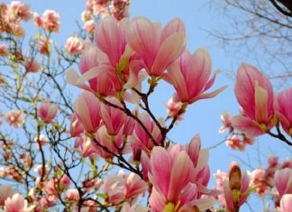 Orionis, Christ cosmique – Mère Terre, une renaissance