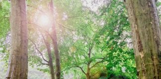 Marchez avec l’amour dans votre esprit