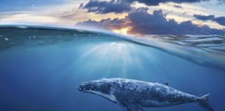 Message des Baleines de Sirius B