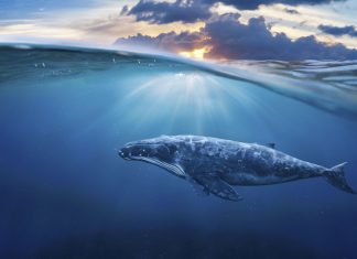 Message des Baleines de Sirius B