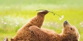 Adieu l’hibernation