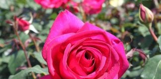 Libre d’être en désaccord – Gérer la Colère