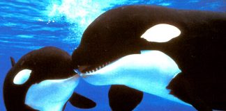 Talequah la Baleine – Interconnexion de Coeur à Coeur