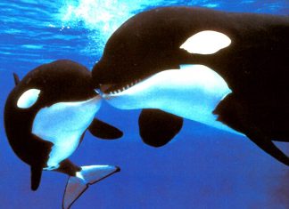 Talequah la Baleine – Interconnexion de Coeur à Coeur