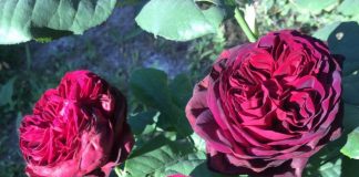 Message de la Déva de la Rose