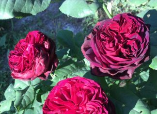 Message de la Déva de la Rose