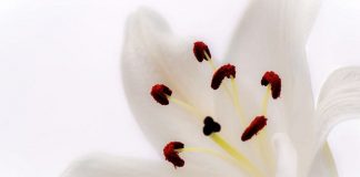 Sainte Thérèse de Lisieux – Elle tient des lys de Pureté