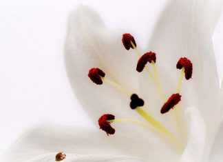 Sainte Thérèse de Lisieux – Elle tient des lys de Pureté