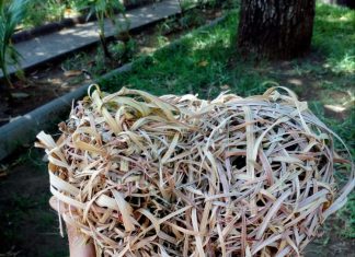 L’âme vivante de la bienveillance