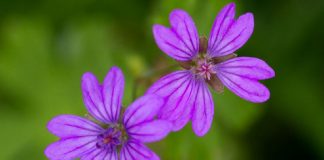 L’esprit des plantes – la Mauve