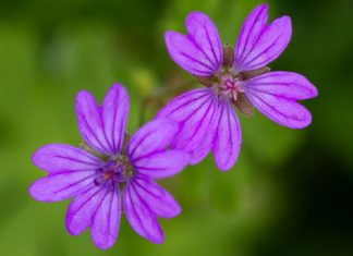 L’esprit des plantes – la Mauve