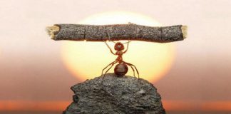 Le Créateur – Oui, Vous Pouvez !