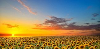 Serapis Bey : Comment vivre dans un monde qui est encore dans le chaos…. ?