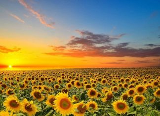 Serapis Bey : Comment vivre dans un monde qui est encore dans le chaos…. ?