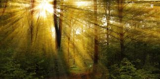 Dissolution de la Résistance