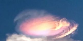 La venue des Petits Gris