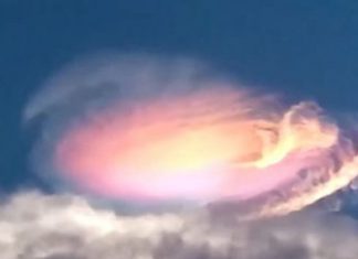 La venue des Petits Gris