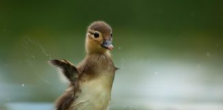 Les soins aux jeunes aliens 2