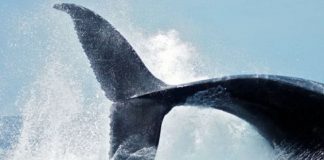 Gaïa vous attend pour cette réelle connexion