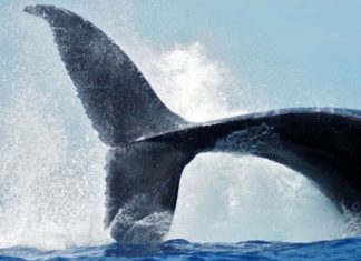 Gaïa vous attend pour cette réelle connexion