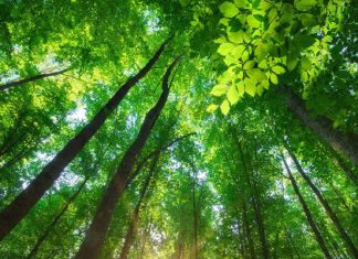 Message de la Conscience de l’Arbre