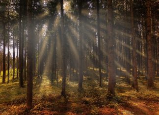 Orionis : Une réalité qui est activée en vous maintenant