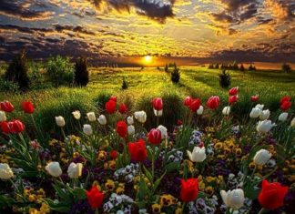 Passeport sanitaire et libre-arbitre