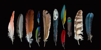 Messages spirituels des plumes: ce que les plumes que vous voyez essaient de vous dire