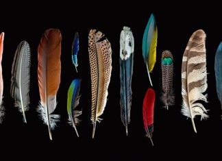 Messages spirituels des plumes: ce que les plumes que vous voyez essaient de vous dire