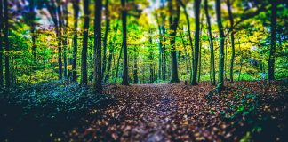 Archange Michaël – La voie de l’Amour et de la Lumière