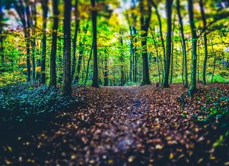 Archange Michaël – La voie de l’Amour et de la Lumière