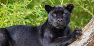 Message de la Panthère Noire