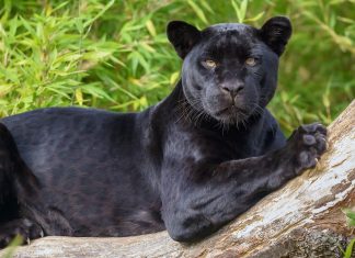 Message de la Panthère Noire