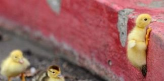 Le Créateur – N’Abandonnez Pas